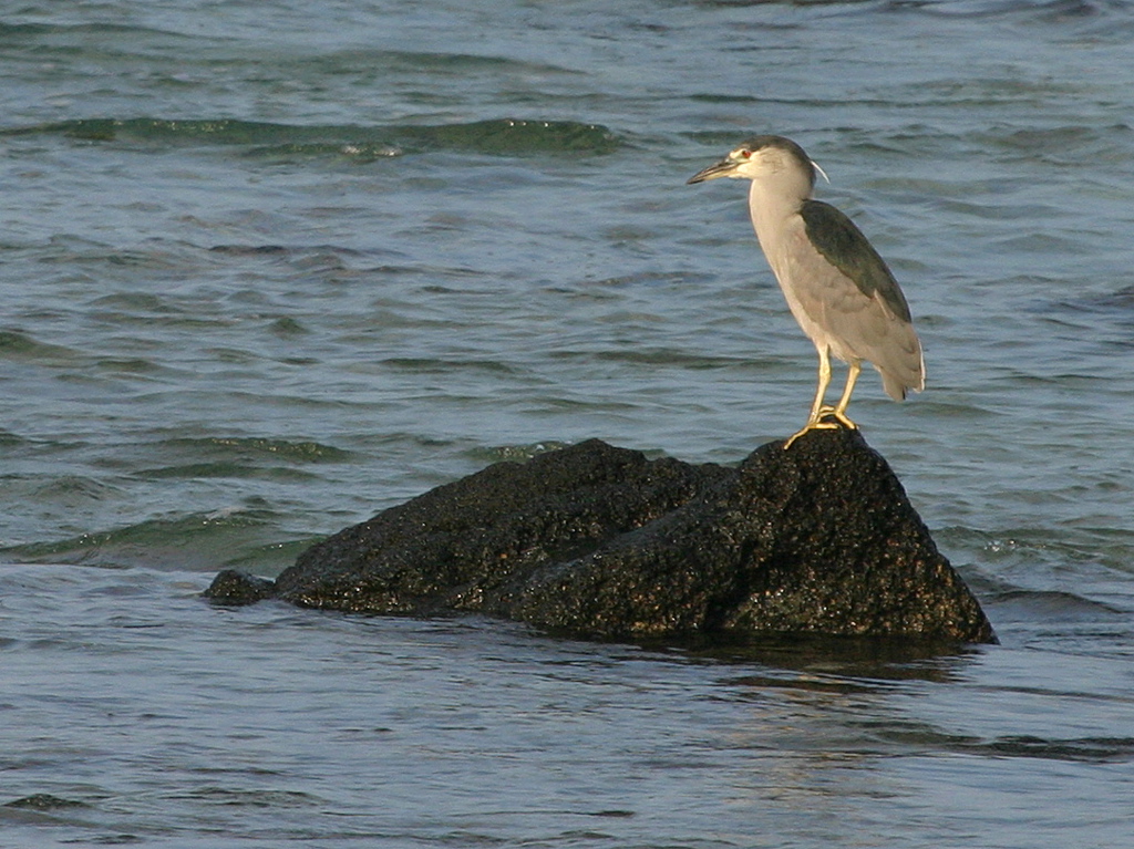 Black Crowned Night Heron 006