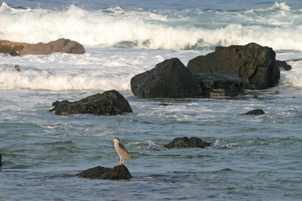 Black Crowned Night Heron 009