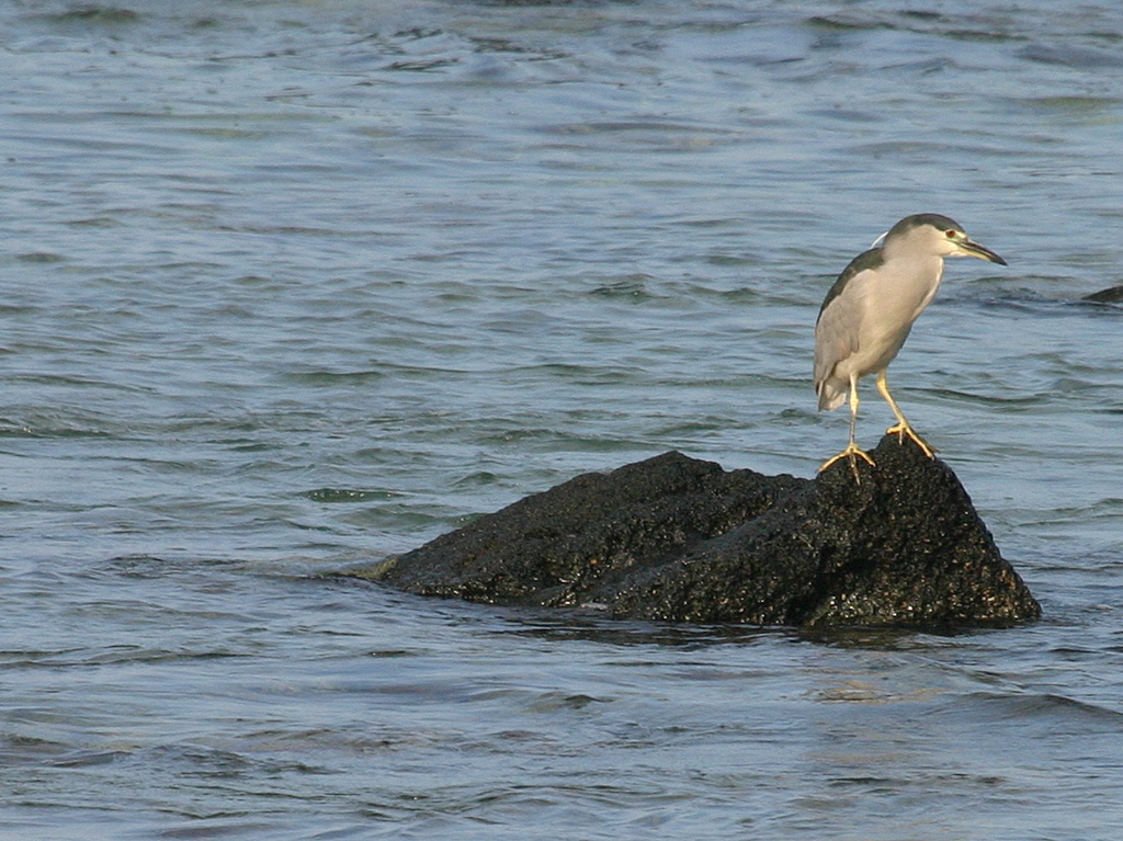 Black Crowned Night Heron 013