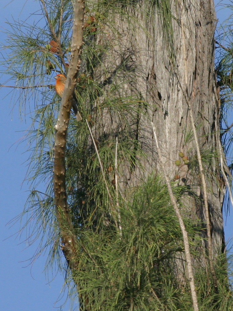 Orange House Finch 001