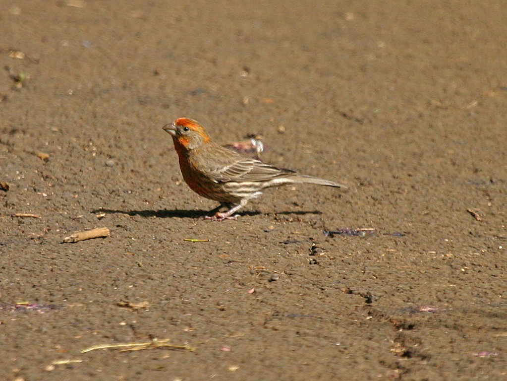 Orange House Finch 003