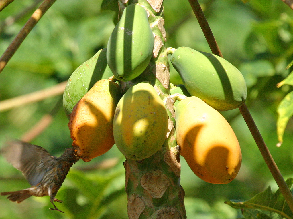 Orange House Finch Eating Papya 004