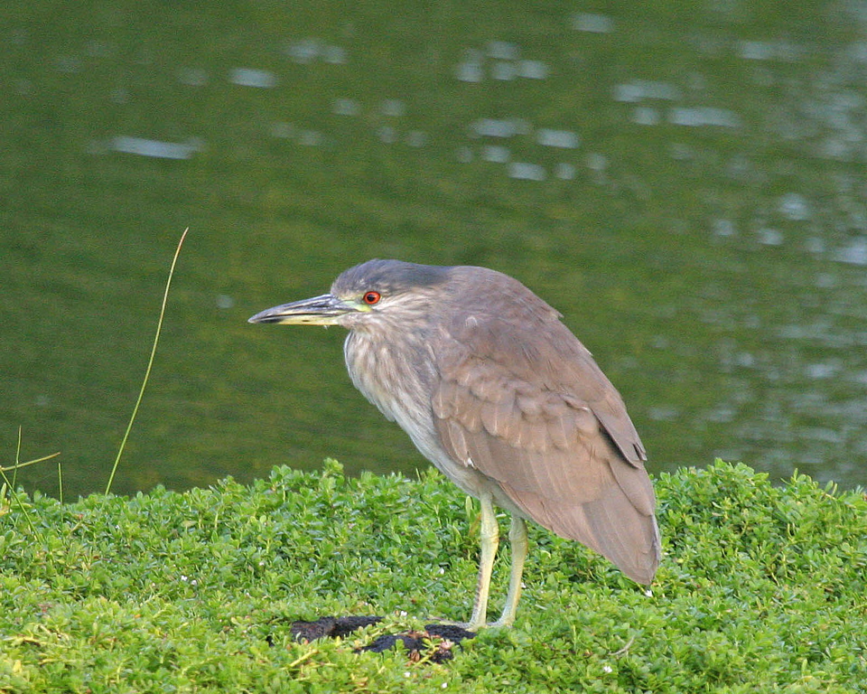 Black Crowned Night Heron Hunting 008