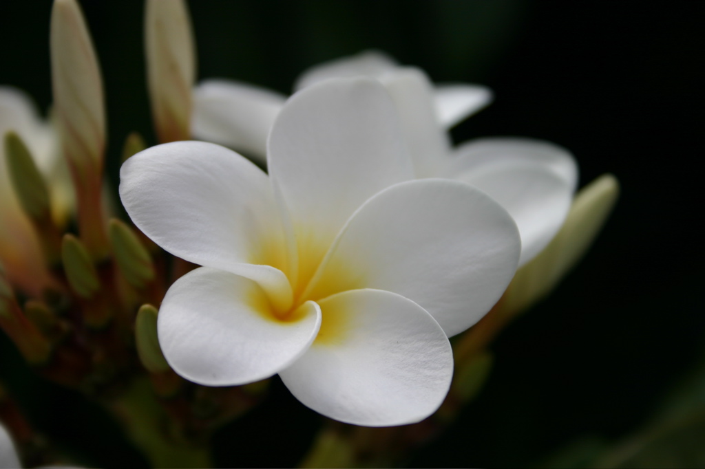 Plumeria 005