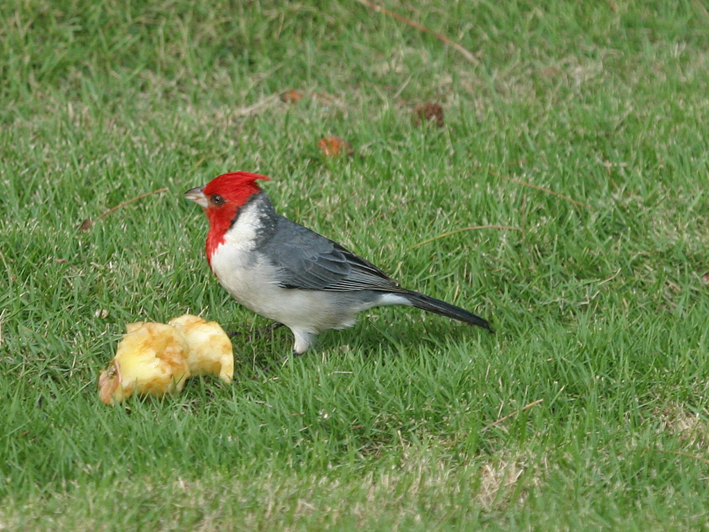 Red Crested Cardinal 005