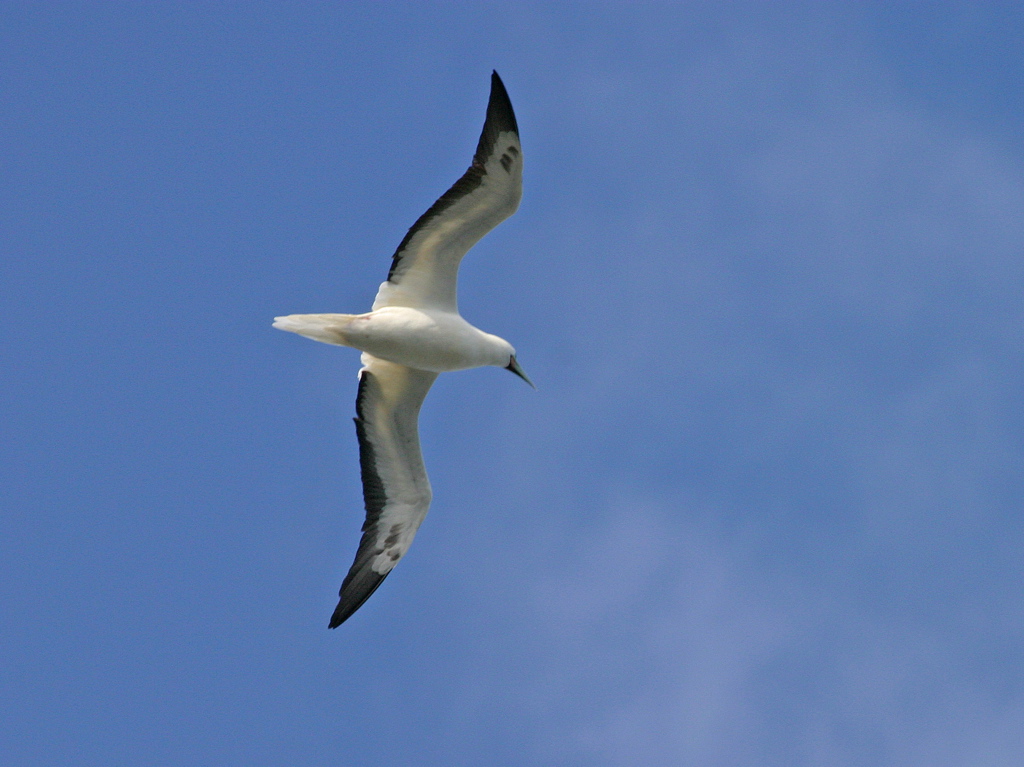 Red Footed Booby 001