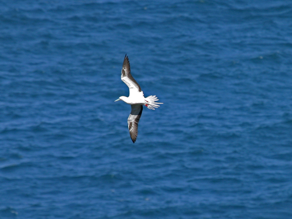 Red Footed Booby 005