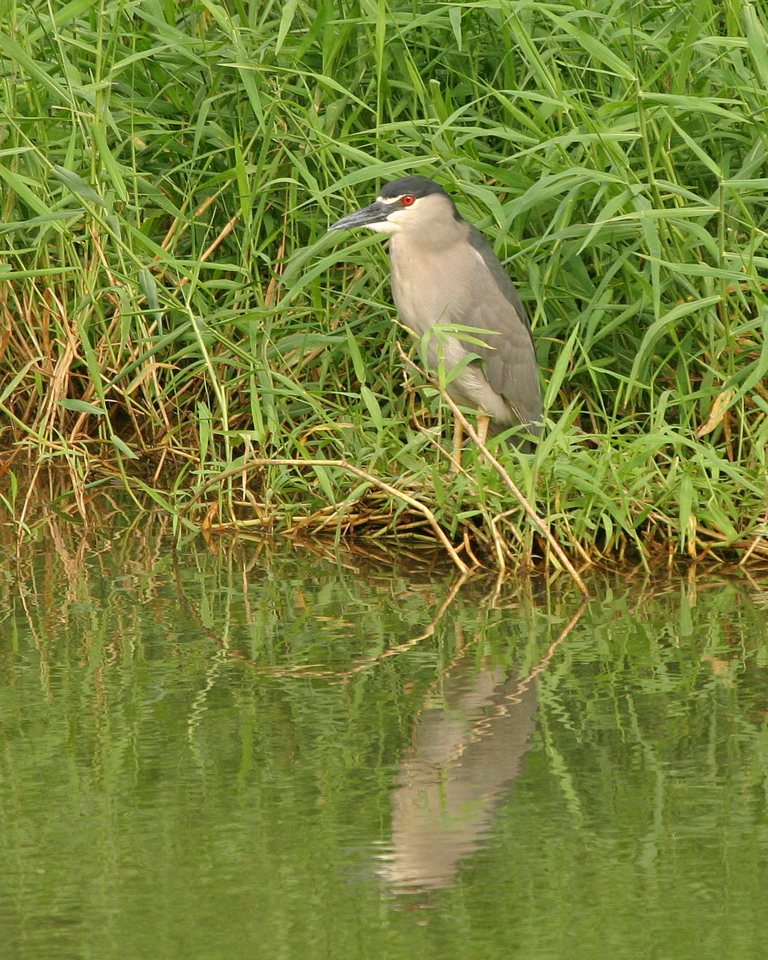 Black Crowned Night Heron Hunting 011