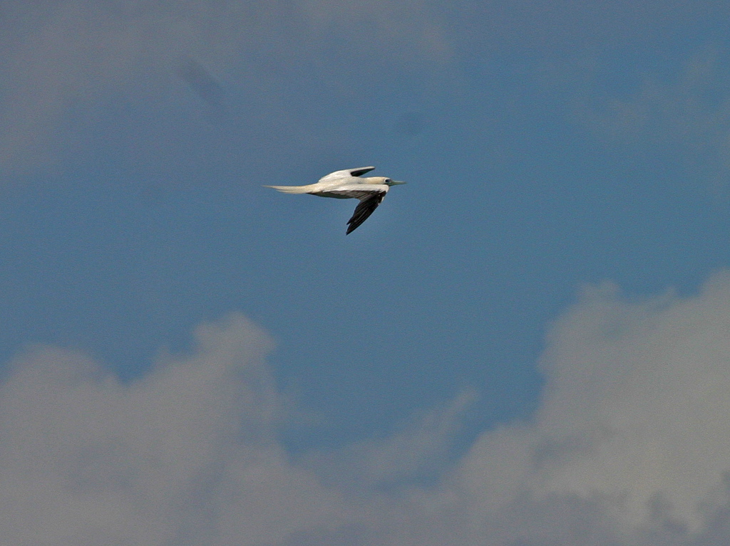 Red Footed Booby 018