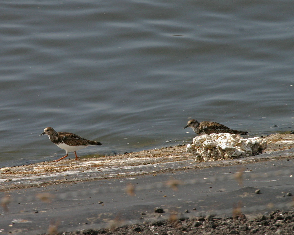 Ruddy Turnstone 018