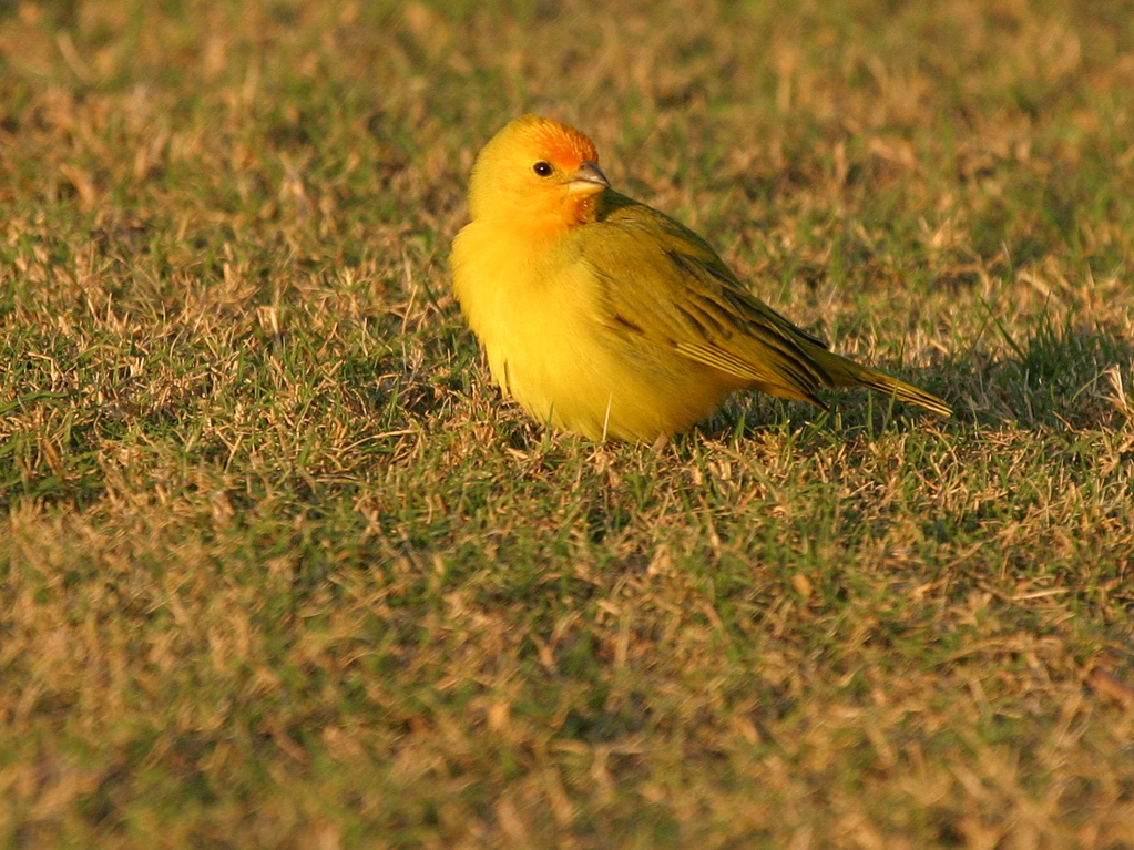 Saffron Finch 002