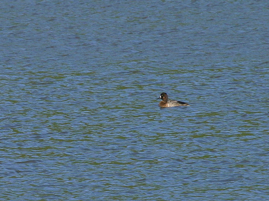 Shoveler 014