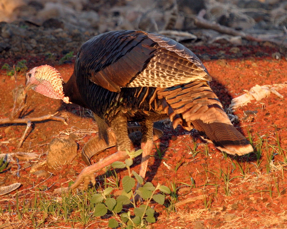 Turkeys At Sunset 008