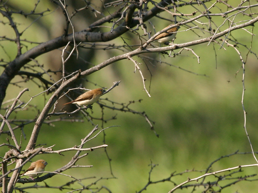 Warbling Silverbill 06