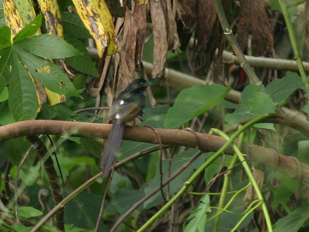 White Rumped Shama 003