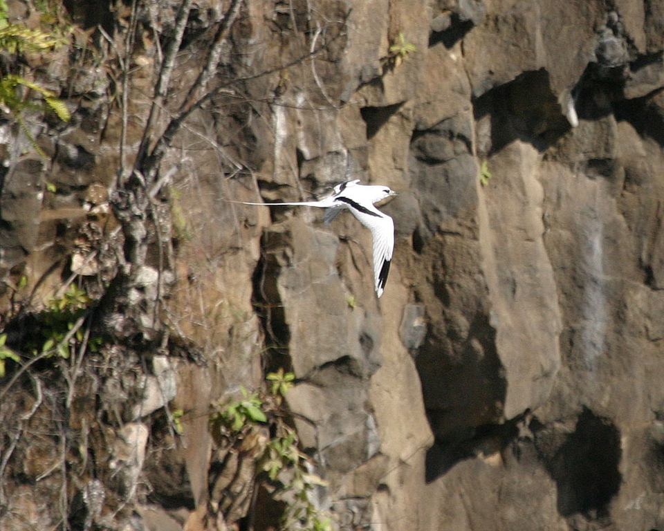 White Tailed Tropicbird 122