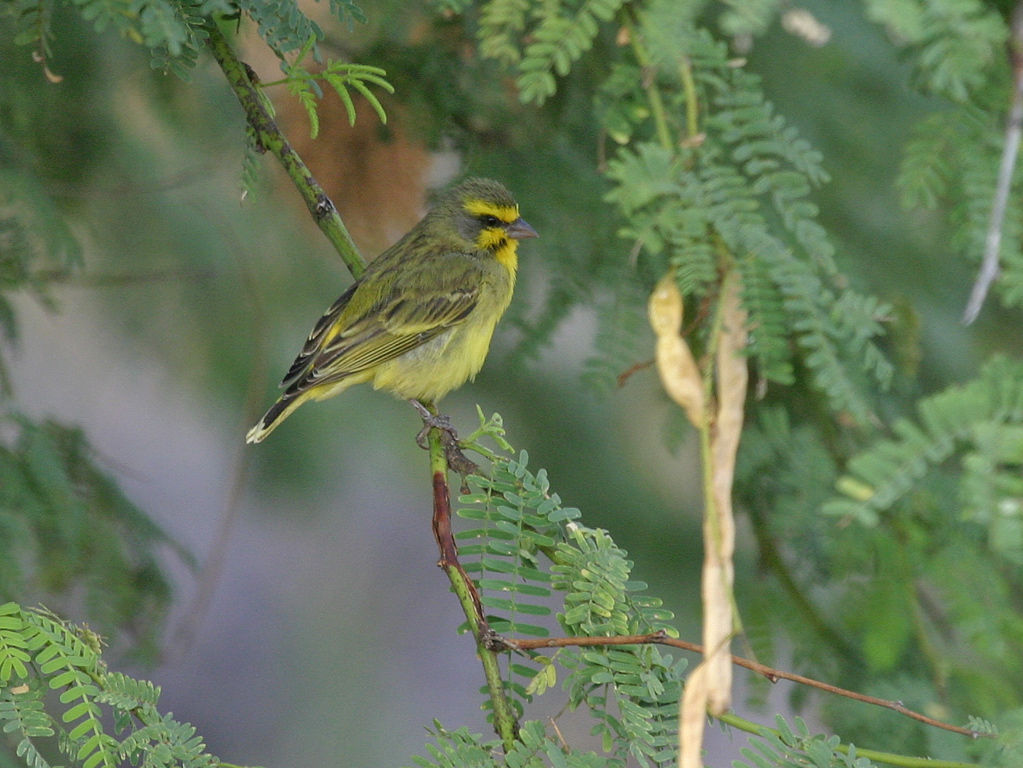 Yellow Fronted Canary 038
