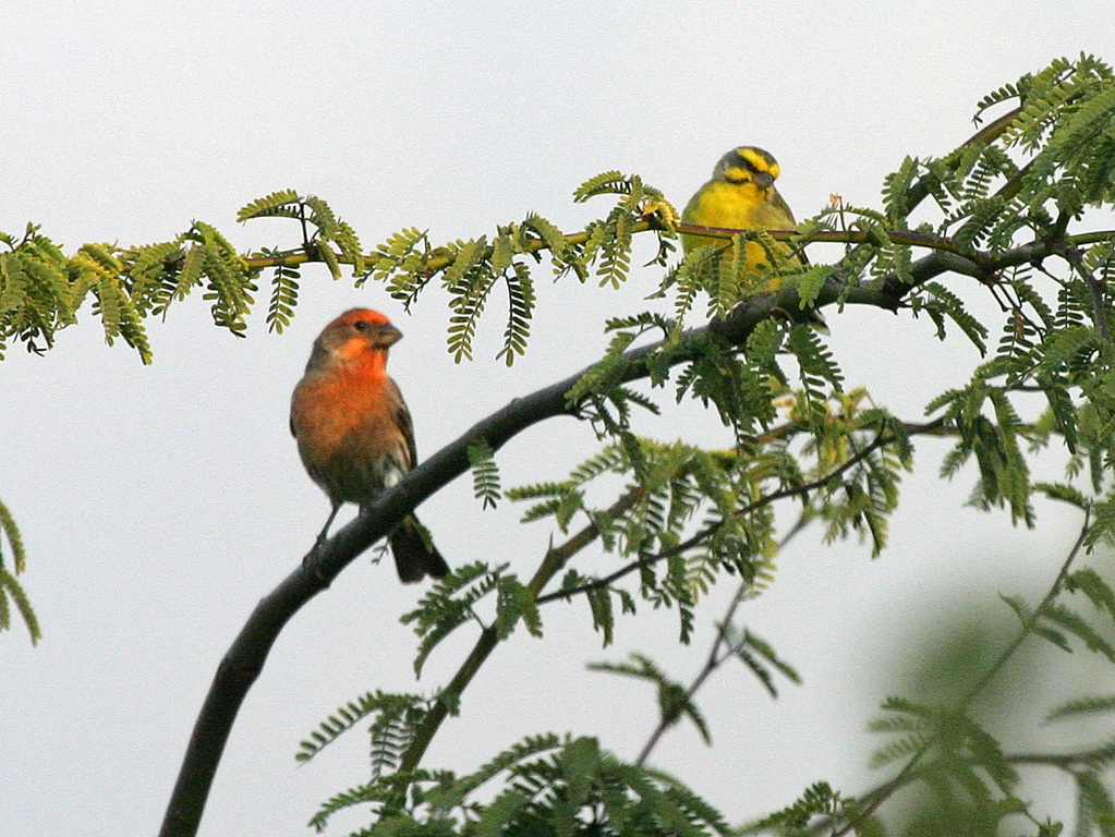 Yellow Fronted Canary and Orange House Finch 005
