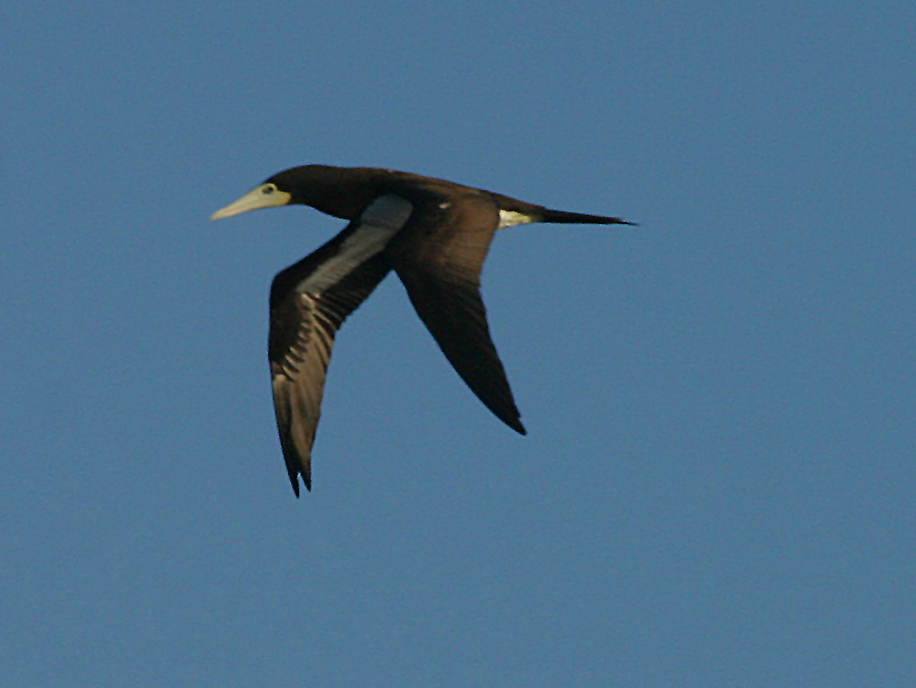 Brown Booby 002