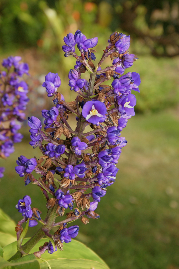 Flowers and Trees 018