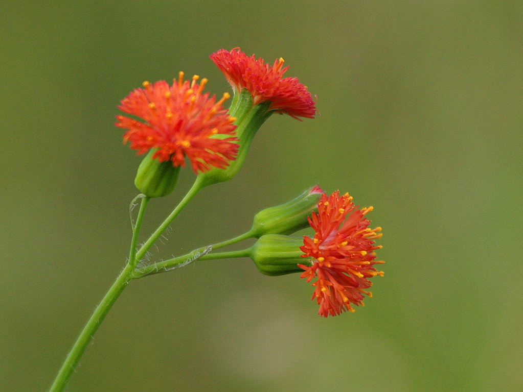Flowers and Trees 025