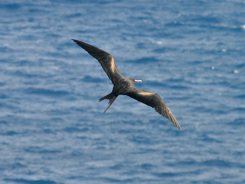 Great Frigate Bird 026