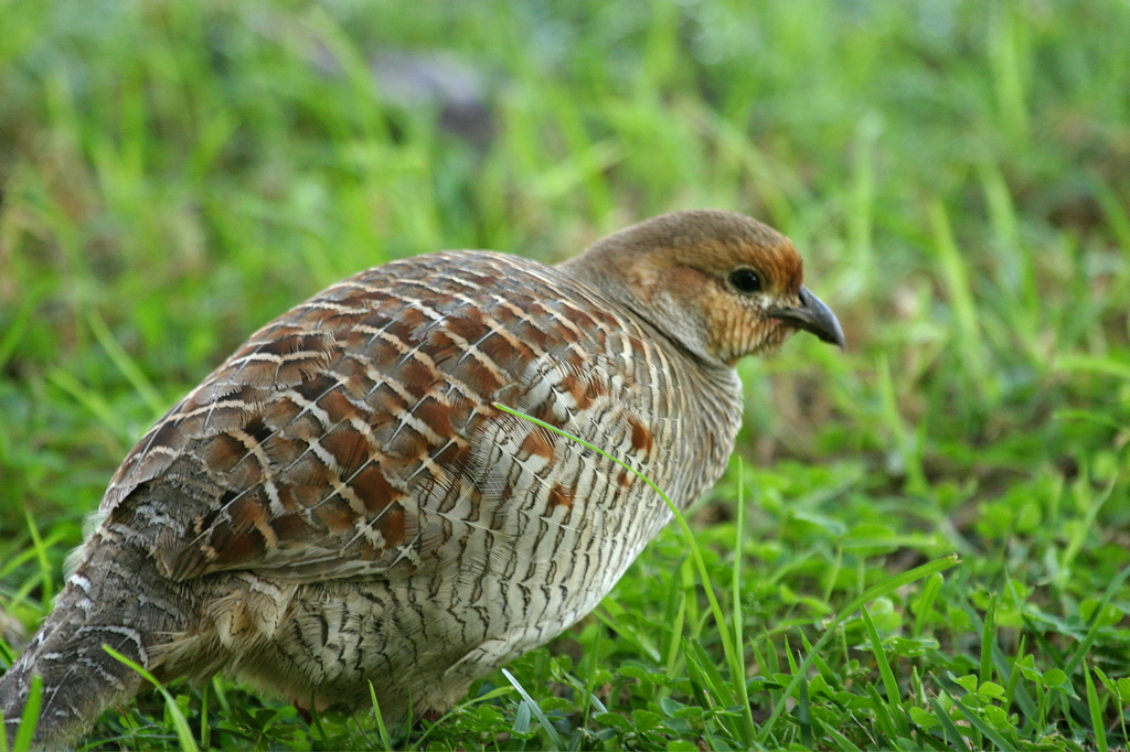 Grey Francolin 001