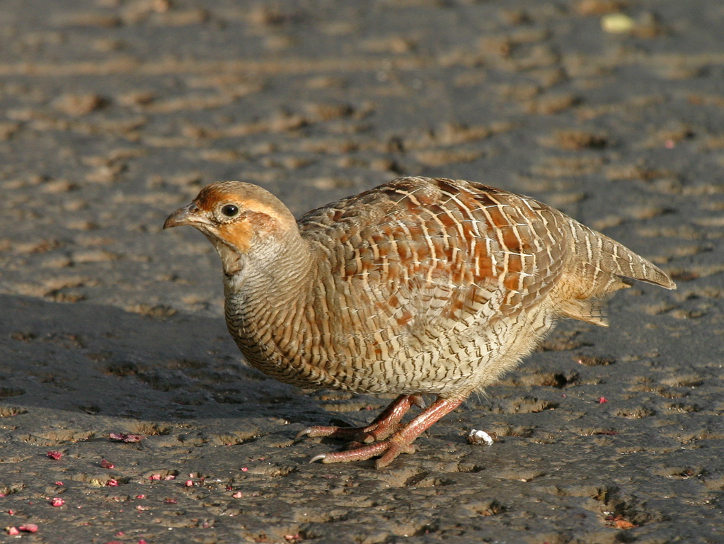 Grey Francolin 009