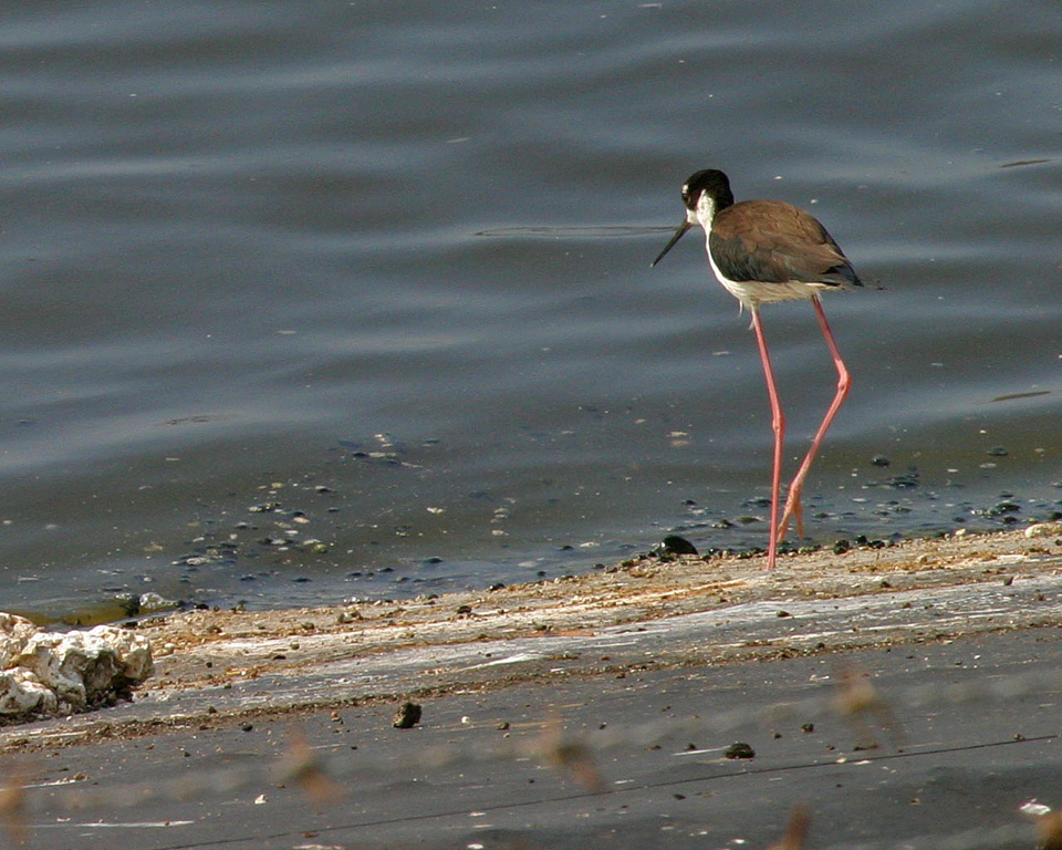 Hawaii Stilt 041