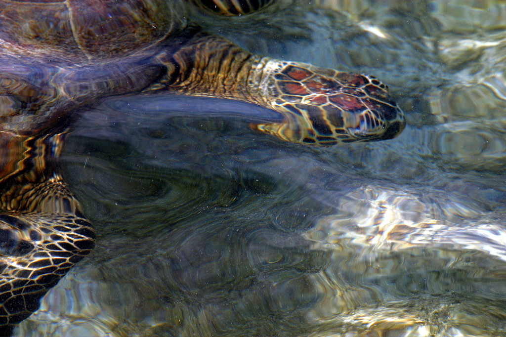 Hawaiian Green Sea Turtles 019