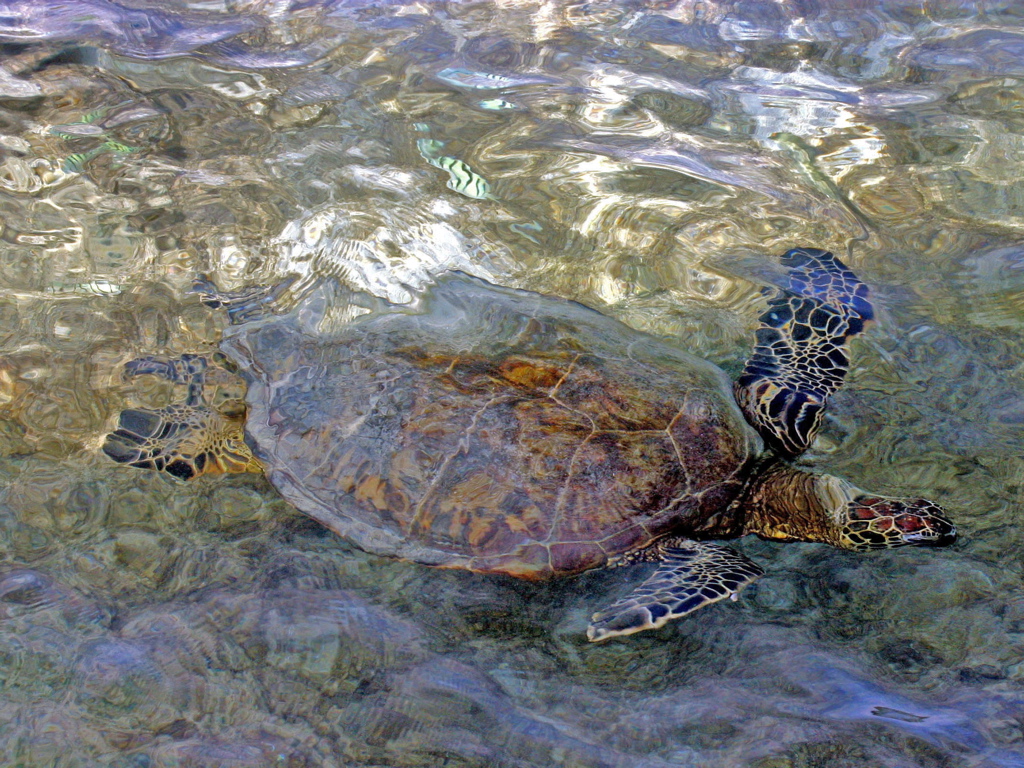 Hawaiian Green Sea Turtles 020