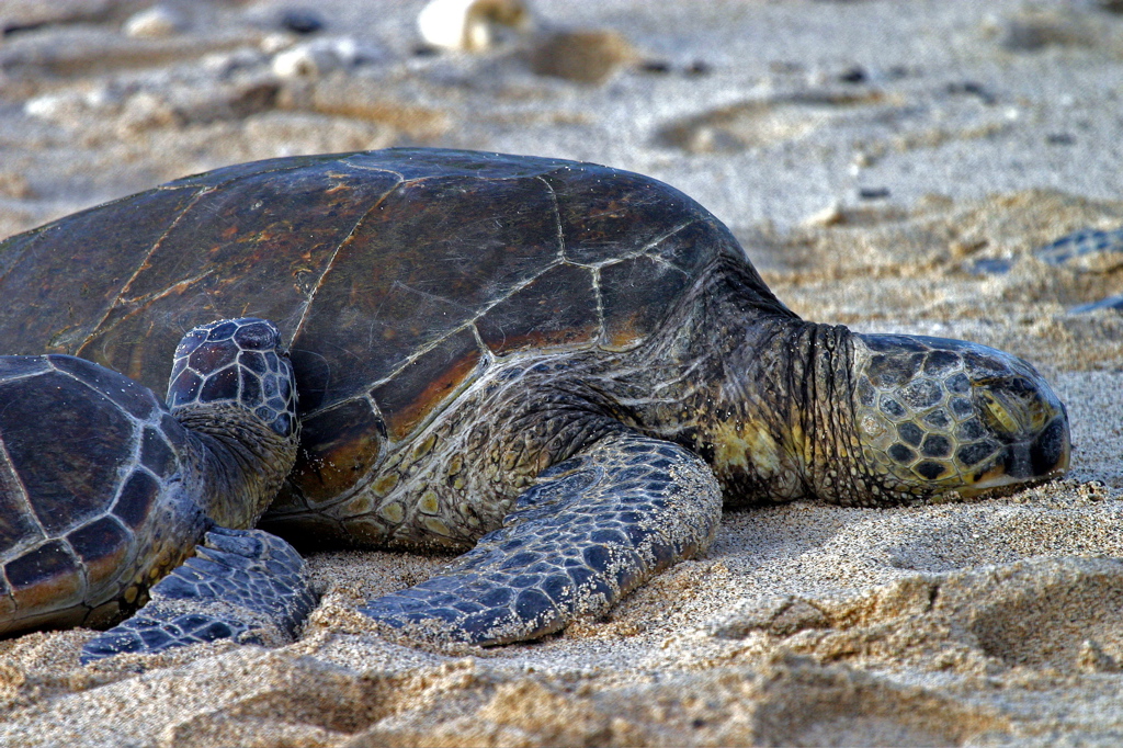 Hawaiian Green Sea Turtles 025