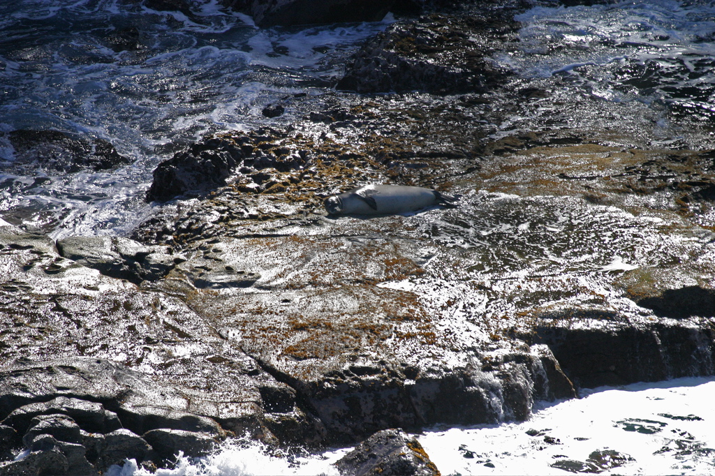 Hawaiian Monk Seal 003