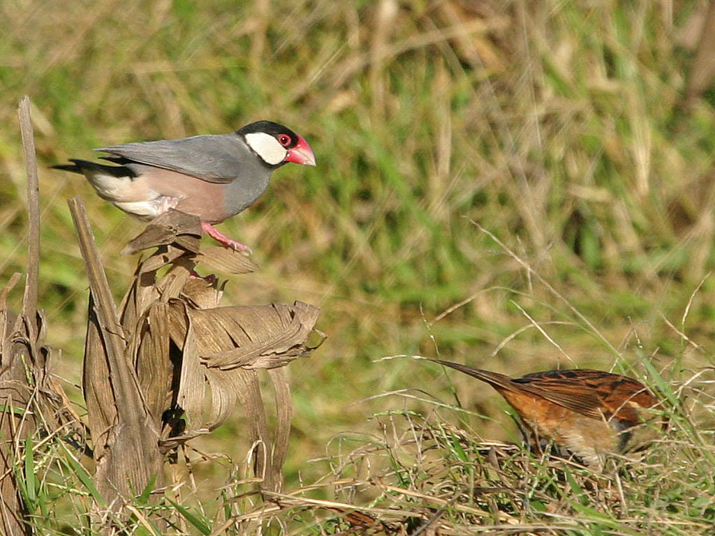 Java Sparrow 09