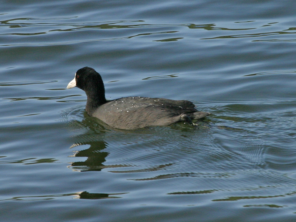 Kauai Coot 025