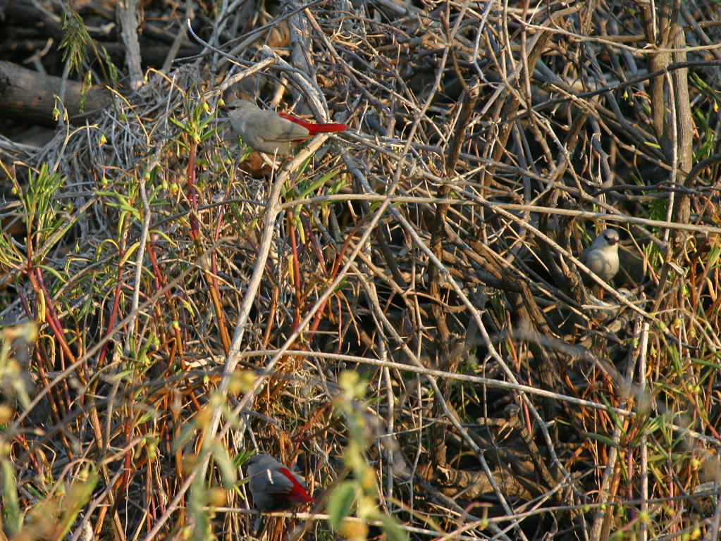 Lavendar Waxbill 014