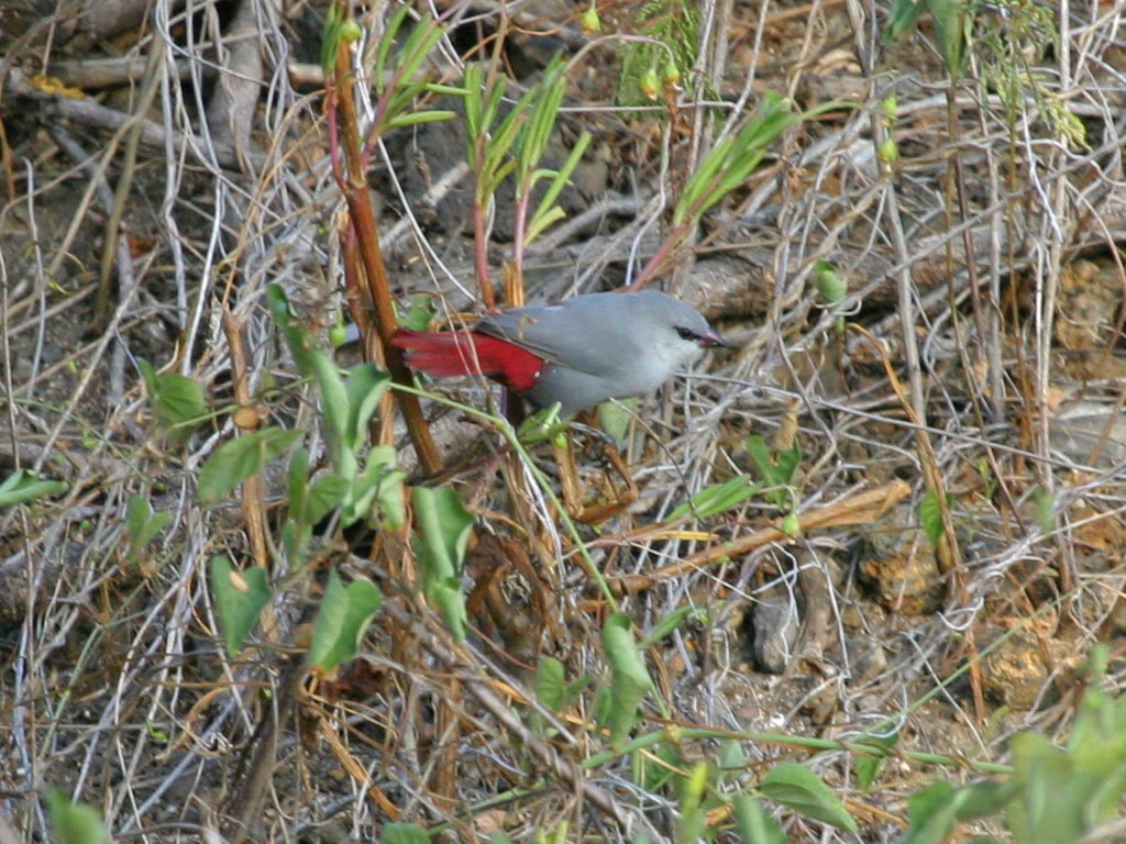 Lavender Waxbill 001