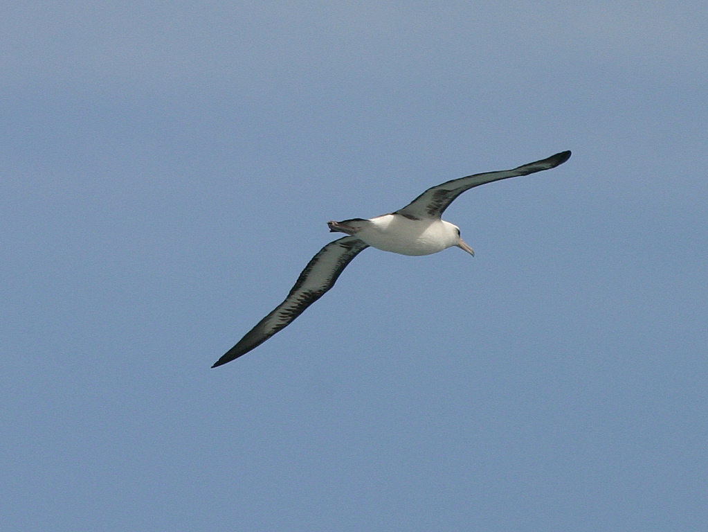 Laysan Albatross 007