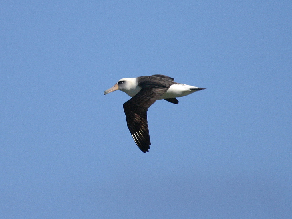 Laysan Albatross 069
