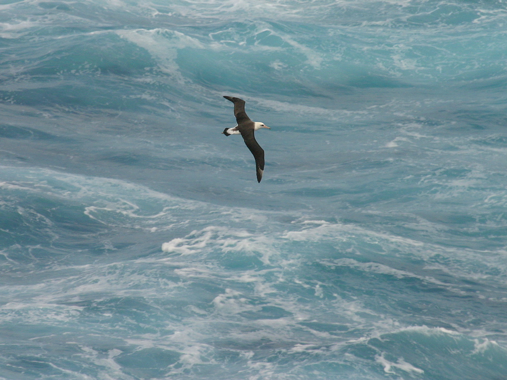 Laysan Albatross 081