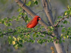 Northern Cardinal 002