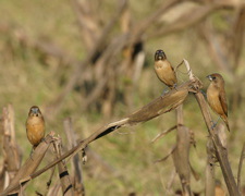 Nutmeg and Juvi Chestnut Manikins 01