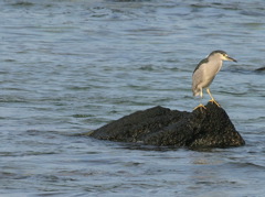 Black Crowned Night Heron 013