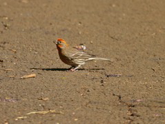 Orange House Finch 003