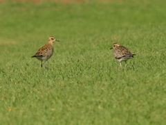 Pacific Golden Plover 014