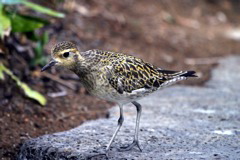 Pacific Golden Plover 026