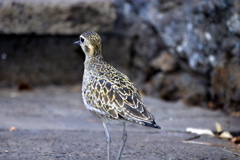 Pacific Golden Plover 031