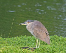 Black Crowned Night Heron Hunting 008