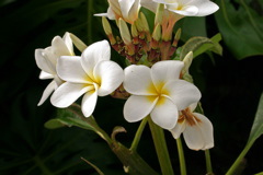 Plumeria 001