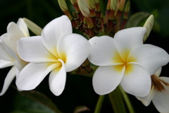 Plumeria 004